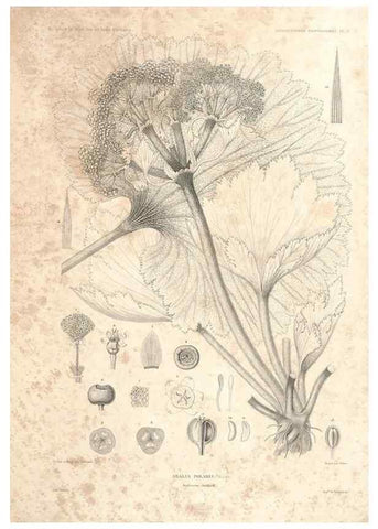 Reproducción/Reproduction 44493396581: Botanique /. Paris :Gide et Cie,1845-1853.. 