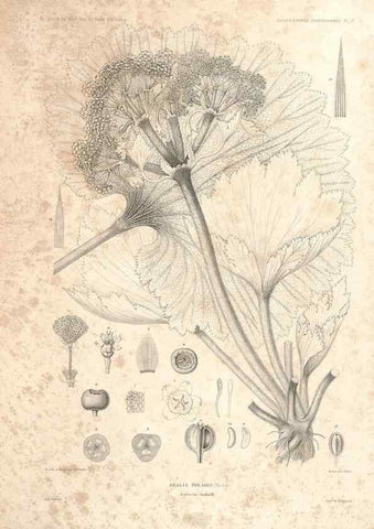 Reproducción/Reproduction 44493396581: Botanique /. Paris :Gide et Cie,1845-1853.. 