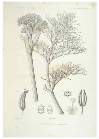 Reproducción/Reproduction 44493398861: Botanique /. Paris :Gide et Cie,1845-1853.. 