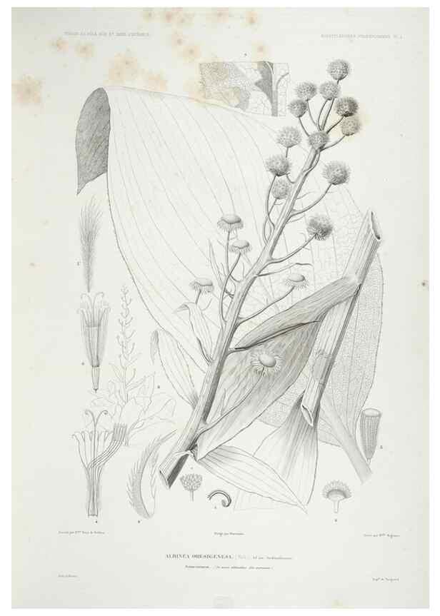 Reproducción/Reproduction 43584022435: Botanique /. Paris :Gide et Cie,1845-1853.. 