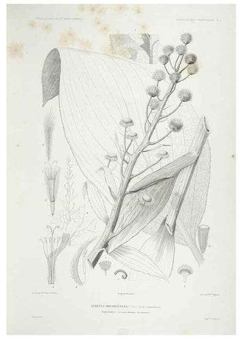 Reproducción/Reproduction 43584022435: Botanique /. Paris :Gide et Cie,1845-1853.. 