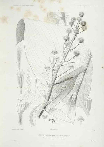Reproducción/Reproduction 43584022435: Botanique /. Paris :Gide et Cie,1845-1853.. 