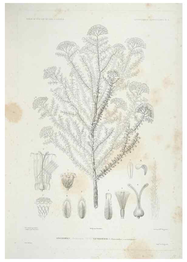 Reproducción/Reproduction 44443835772: Botanique /. Paris :Gide et Cie,1845-1853.. 