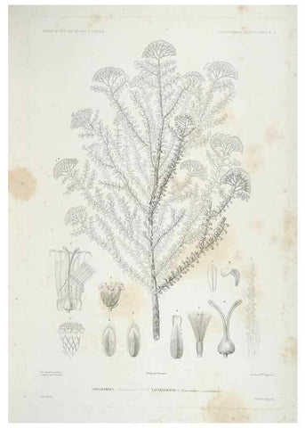 Reproducción/Reproduction 44443835772: Botanique /. Paris :Gide et Cie,1845-1853.. 