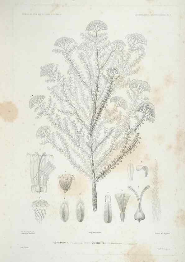 Reproducción/Reproduction 44443835772: Botanique /. Paris :Gide et Cie,1845-1853.. 