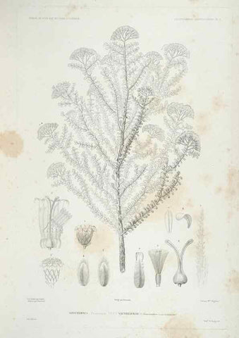 Reproducción/Reproduction 44443835772: Botanique /. Paris :Gide et Cie,1845-1853.. 