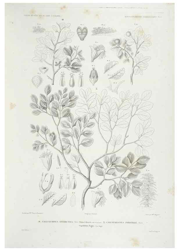 Reproducción/Reproduction 30623859298: Botanique /. Paris :Gide et Cie,1845-1853.. 