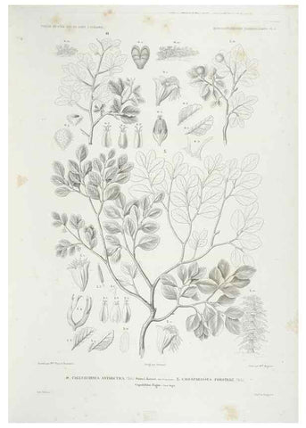 Reproducción/Reproduction 30623859298: Botanique /. Paris :Gide et Cie,1845-1853.. 
