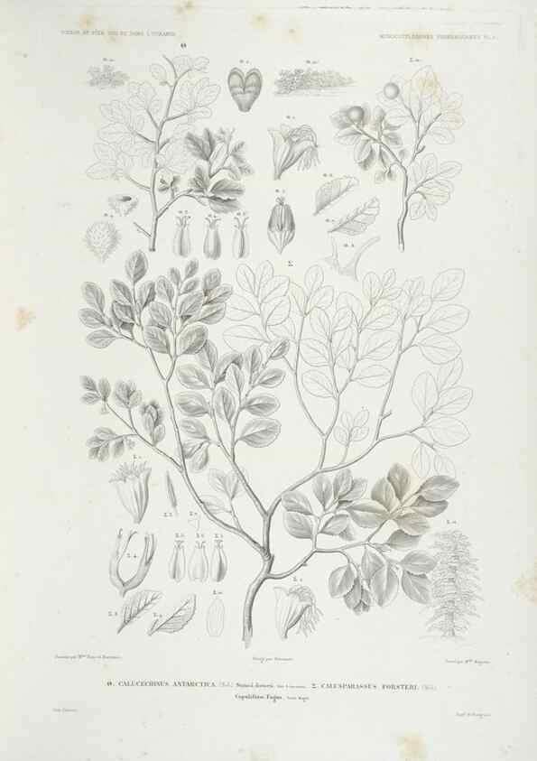 Reproducción/Reproduction 30623859298: Botanique /. Paris :Gide et Cie,1845-1853.. 