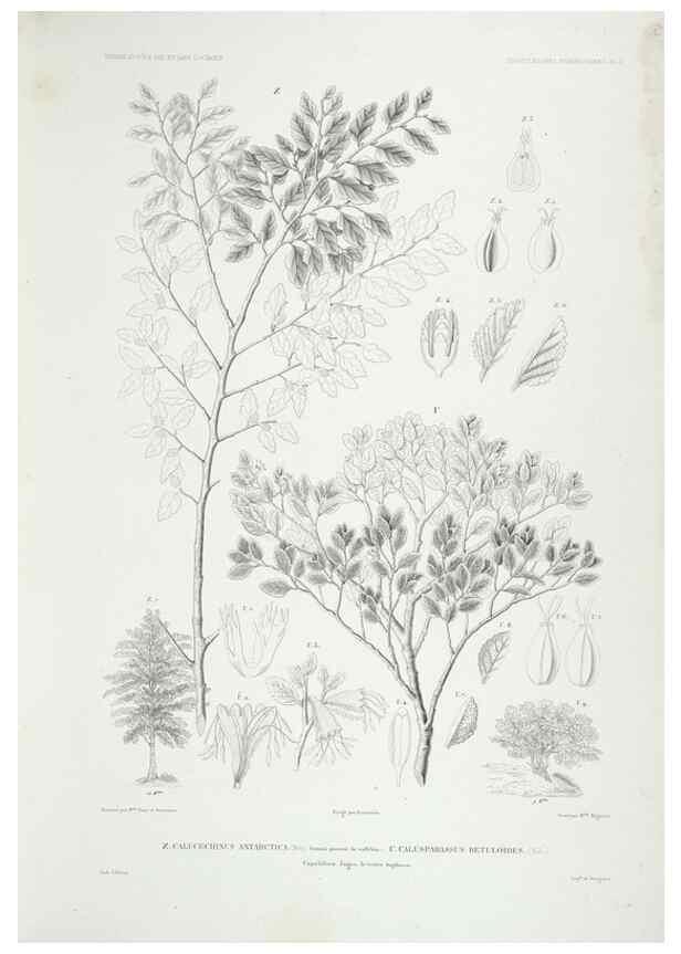 Reproducción/Reproduction 43584026495: Botanique /. Paris :Gide et Cie,1845-1853.. 
