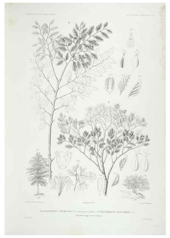 Reproducción/Reproduction 43584026495: Botanique /. Paris :Gide et Cie,1845-1853.. 