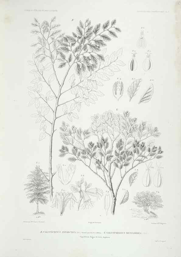 Reproducción/Reproduction 43584026495: Botanique /. Paris :Gide et Cie,1845-1853.. 