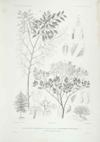 Reproducción/Reproduction 43584026495: Botanique /. Paris :Gide et Cie,1845-1853.. 