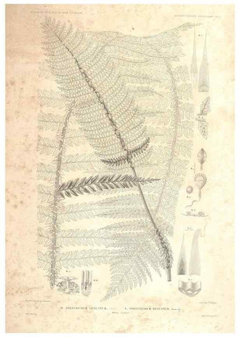 Reproducción/Reproduction 44493372691: Botanique /. Paris :Gide et Cie,1845-1853.. 
