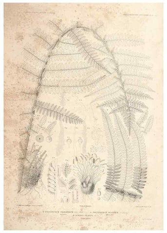Reproducción/Reproduction 43775700274: Botanique /. Paris :Gide et Cie,1845-1853.. 