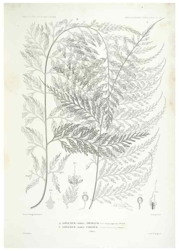 Reproducción/Reproduction 29556073377: Botanique /. Paris :Gide et Cie,1845-1853.. 