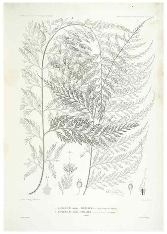 Reproducción/Reproduction 29556073377: Botanique /. Paris :Gide et Cie,1845-1853.. 