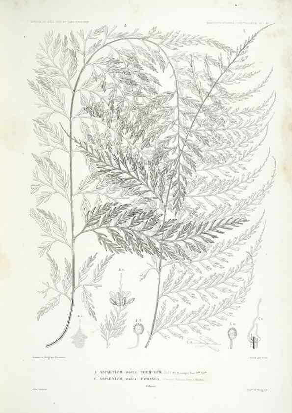 Reproducción/Reproduction 29556073377: Botanique /. Paris :Gide et Cie,1845-1853.. 