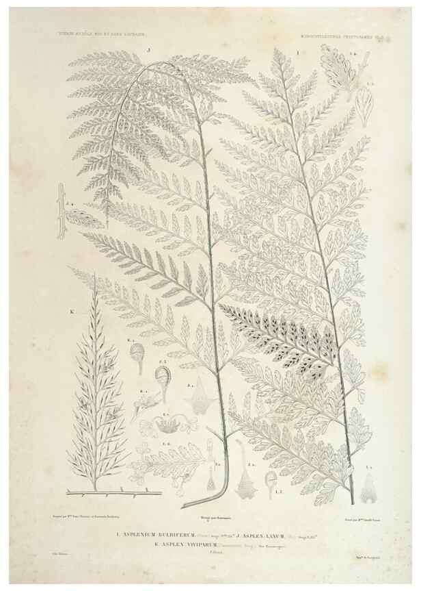 Reproducción/Reproduction 30623833178: Botanique /. Paris :Gide et Cie,1845-1853.. 