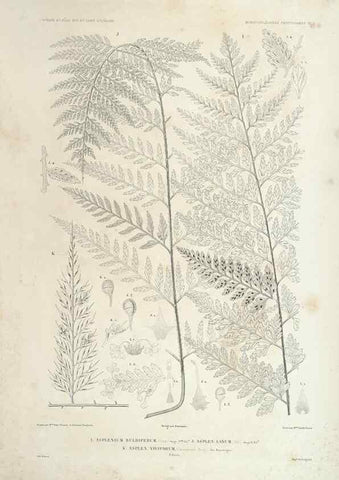 Reproducción/Reproduction 30623833178: Botanique /. Paris :Gide et Cie,1845-1853.. 