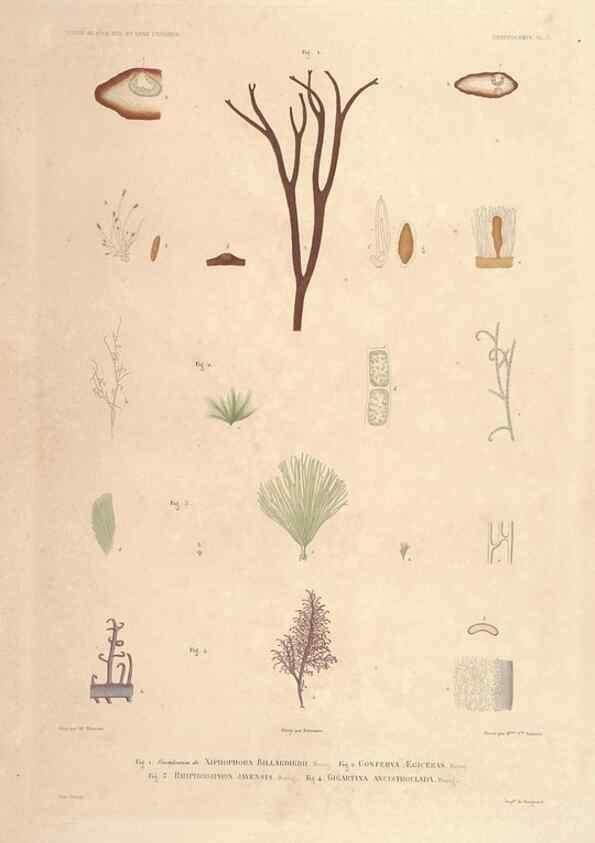 Reproducción/Reproduction 29556046947: Botanique /. Paris :Gide et Cie,1845-1853.. 