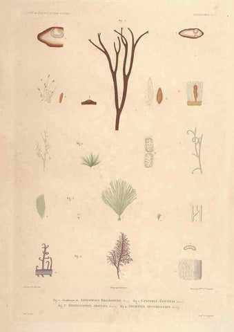 Reproducción/Reproduction 29556046947: Botanique /. Paris :Gide et Cie,1845-1853.. 