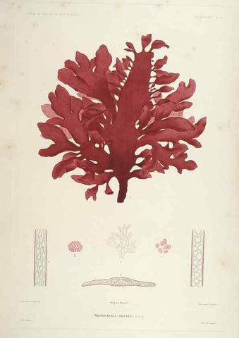 Reproducción/Reproduction 43583977415: Botanique /. Paris :Gide et Cie,1845-1853.. 