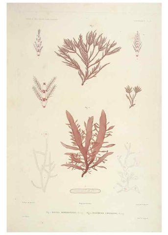 Reproducción/Reproduction 30623817238: Botanique /. Paris :Gide et Cie,1845-1853.. 