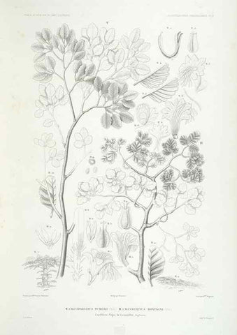 Reproducción/Reproduction 43584028355: Botanique /. Paris :Gide et Cie,1845-1853.. 
