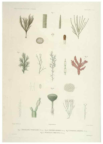 Reproducción/Reproduction 42684206710: Botanique /. Paris :Gide et Cie,1845-1853.. 