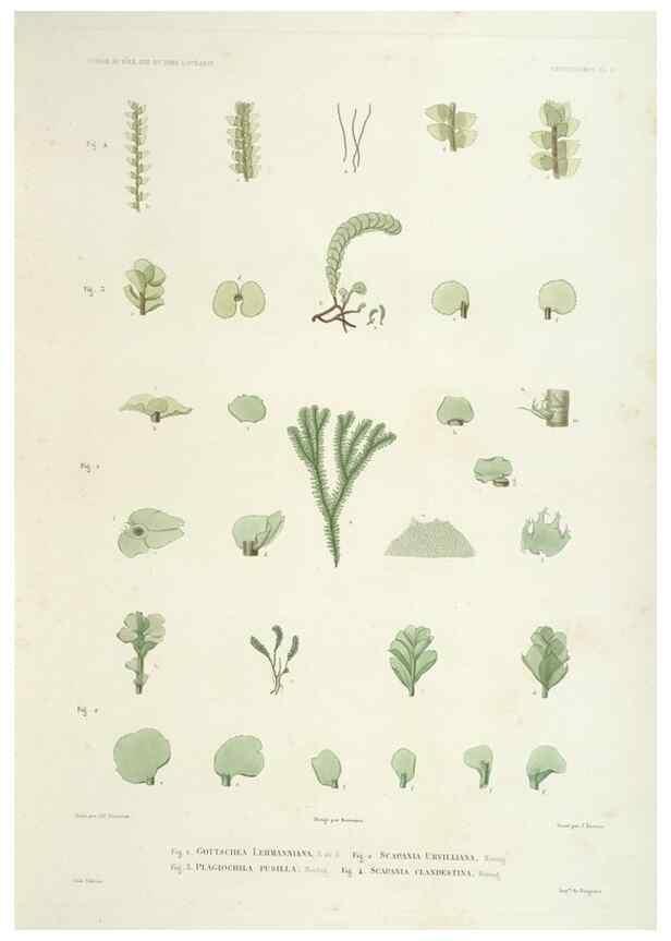 Reproducción/Reproduction 43583988885: Botanique /. Paris :Gide et Cie,1845-1853.. 