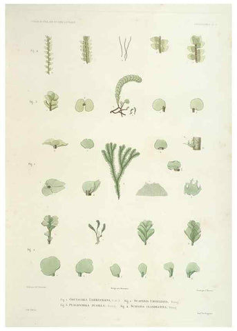 Reproducción/Reproduction 43583988885: Botanique /. Paris :Gide et Cie,1845-1853.. 