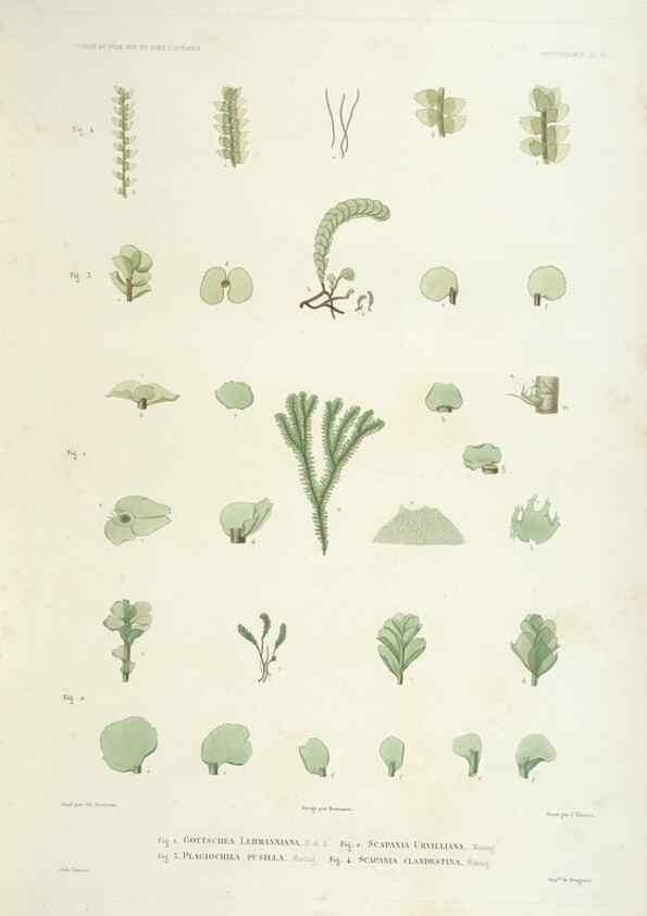 Reproducción/Reproduction 43583988885: Botanique /. Paris :Gide et Cie,1845-1853.. 