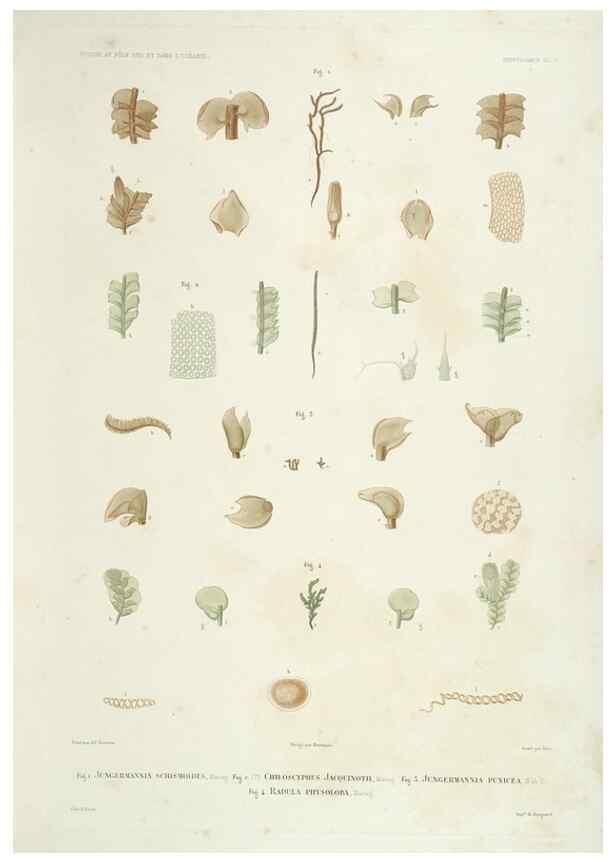 Reproducción/Reproduction 43583990975: Botanique /. Paris :Gide et Cie,1845-1853.. 