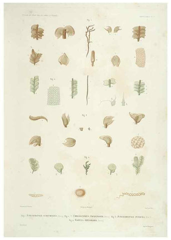 Reproducción/Reproduction 43583990975: Botanique /. Paris :Gide et Cie,1845-1853.. 