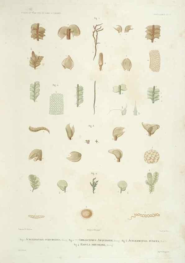Reproducción/Reproduction 43583990975: Botanique /. Paris :Gide et Cie,1845-1853.. 