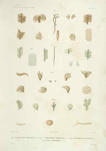 Reproducción/Reproduction 43583990975: Botanique /. Paris :Gide et Cie,1845-1853.. 