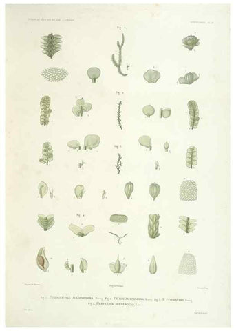 Reproducción/Reproduction 42684215430: Botanique /. Paris :Gide et Cie,1845-1853.. 