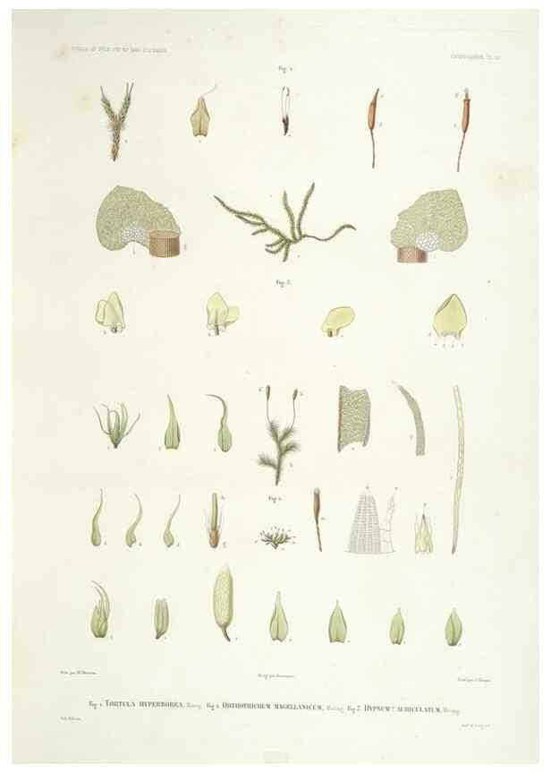 Reproducción/Reproduction 44493360151: Botanique /. Paris :Gide et Cie,1845-1853.. 
