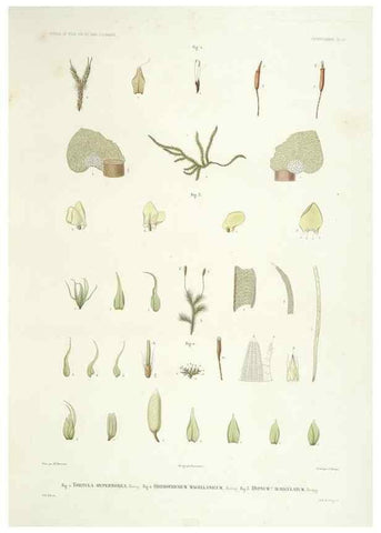 Reproducción/Reproduction 44493360151: Botanique /. Paris :Gide et Cie,1845-1853.. 
