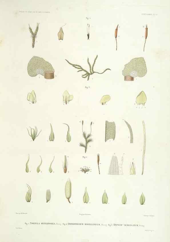 Reproducción/Reproduction 44493360151: Botanique /. Paris :Gide et Cie,1845-1853.. 