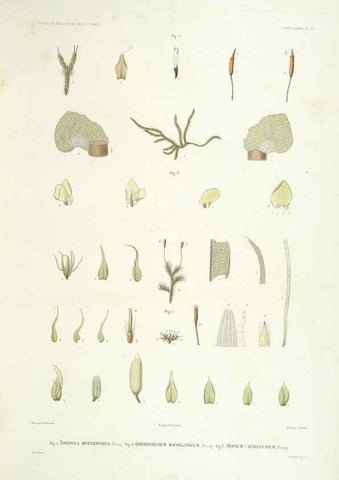 Reproducción/Reproduction 44493360151: Botanique /. Paris :Gide et Cie,1845-1853.. 