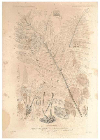 Reproducción/Reproduction 44443812202: Botanique /. Paris :Gide et Cie,1845-1853.. 