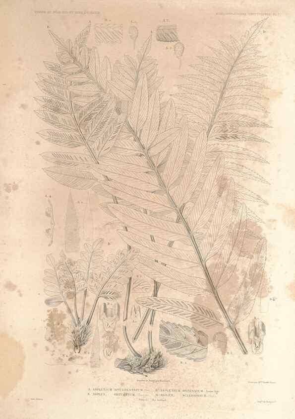 Reproducción/Reproduction 44443812202: Botanique /. Paris :Gide et Cie,1845-1853.. 