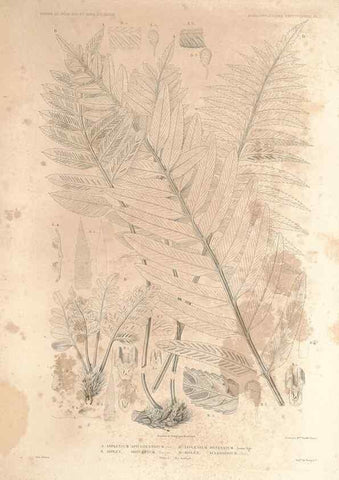 Reproducción/Reproduction 44443812202: Botanique /. Paris :Gide et Cie,1845-1853.. 