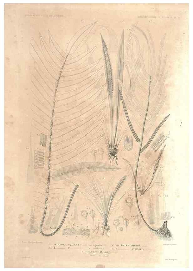 Reproducción/Reproduction 44443813482: Botanique /. Paris :Gide et Cie,1845-1853.. 