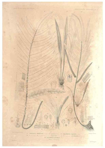 Reproducción/Reproduction 44443813482: Botanique /. Paris :Gide et Cie,1845-1853.. 