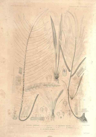 Reproducción/Reproduction 44443813482: Botanique /. Paris :Gide et Cie,1845-1853.. 