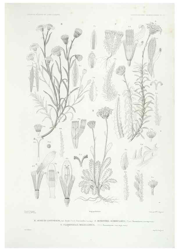 Reproducción/Reproduction 43584032095: Botanique /. Paris :Gide et Cie,1845-1853.. 