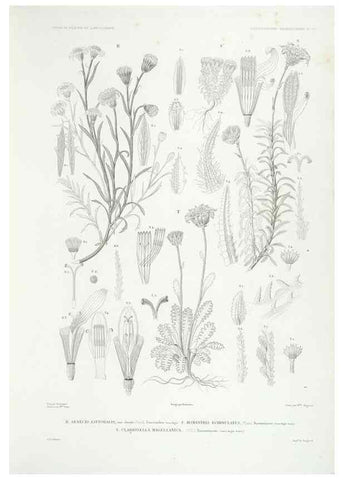 Reproducción/Reproduction 43584032095: Botanique /. Paris :Gide et Cie,1845-1853.. 